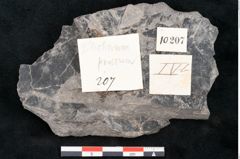 Foto (Detailansicht) von Blechnum priscum Ettingshausen (NHMW-GEO-2024-0188-10207)